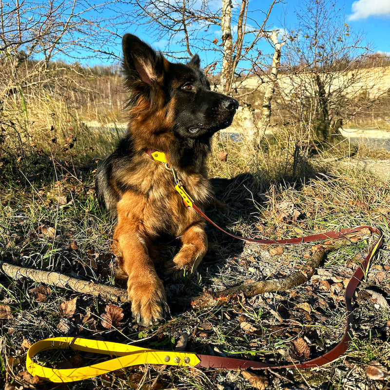 Taiga med hundesnor